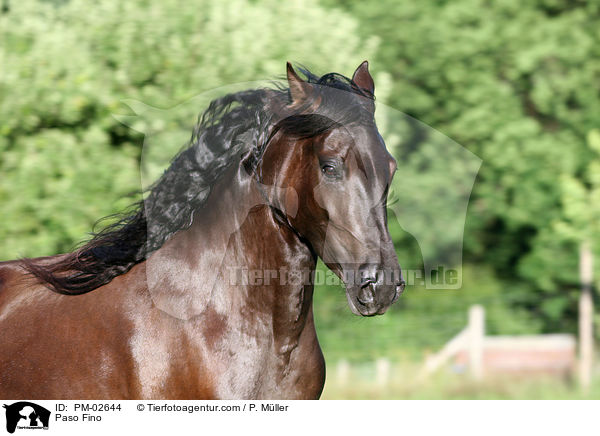 Paso Fino / PM-02644