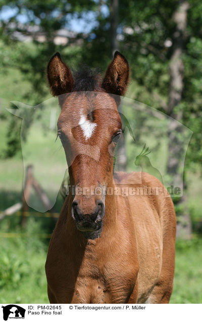 Paso Fino foal / PM-02645