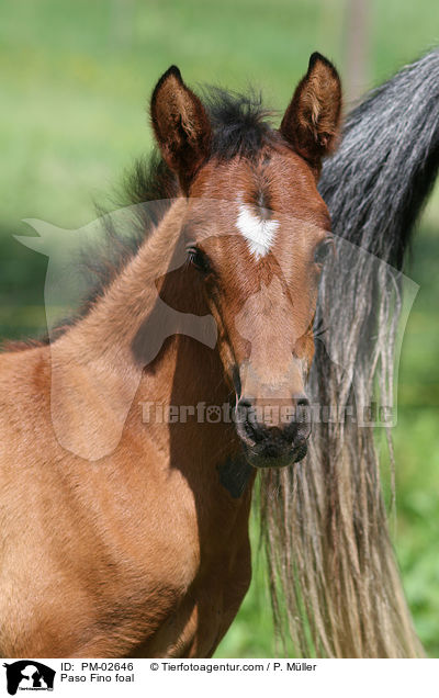 Paso Fino foal / PM-02646