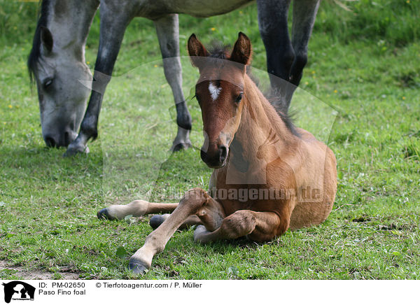 Paso Fino foal / PM-02650