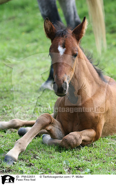 Paso Fino foal / PM-02651