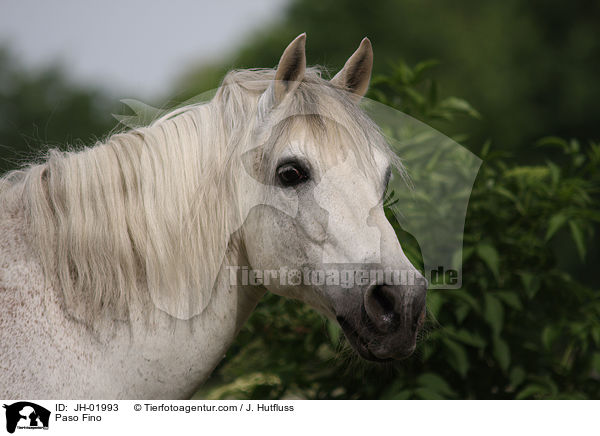 Paso Fino / Paso Fino / JH-01993