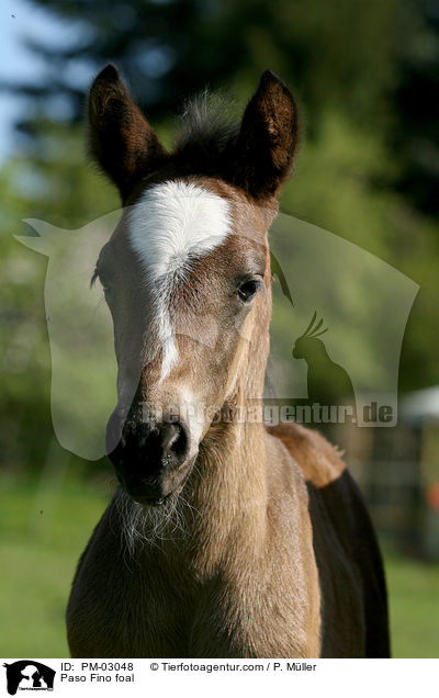 Paso Fino foal / PM-03048