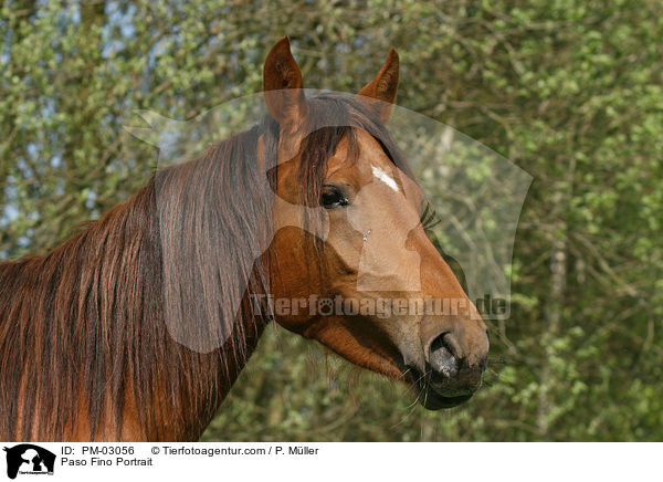 Paso Fino Portrait / PM-03056