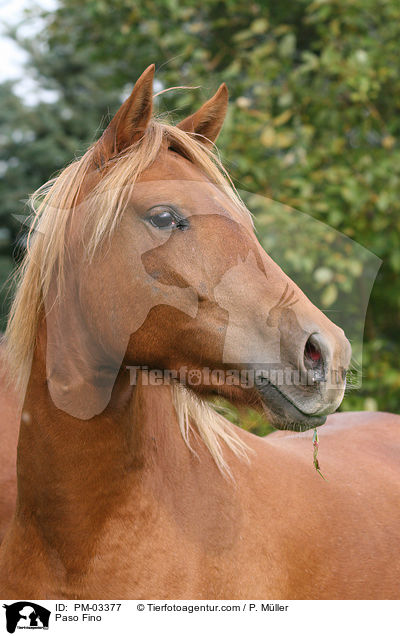 Paso Fino / PM-03377