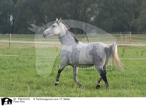 Paso Fino / PM-03379