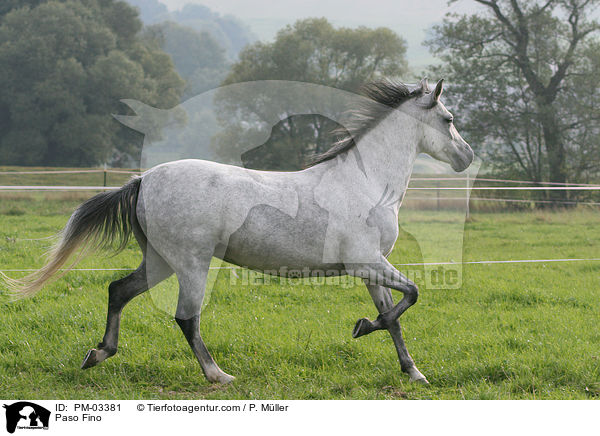 Paso Fino / PM-03381