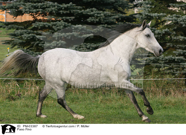 Paso Fino / PM-03387