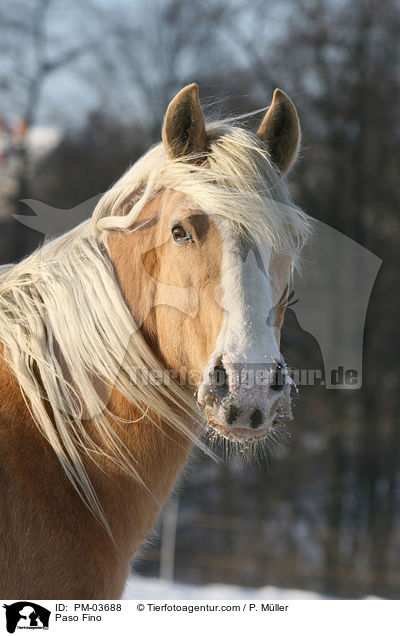 Paso Fino / PM-03688