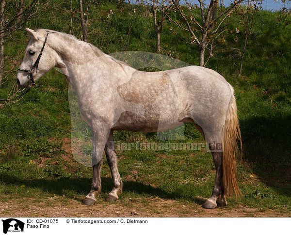 Paso Fino / CD-01075