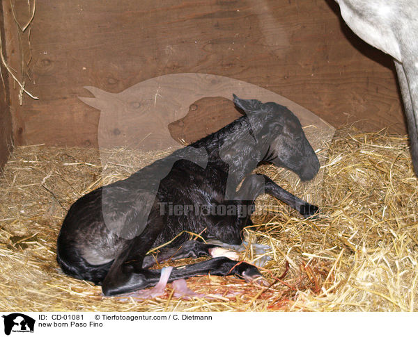 neu geborenes Paso Fino / new born Paso Fino / CD-01081