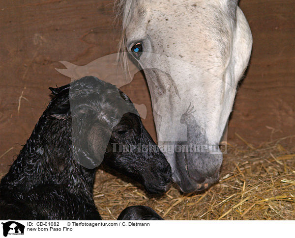 new born Paso Fino / CD-01082