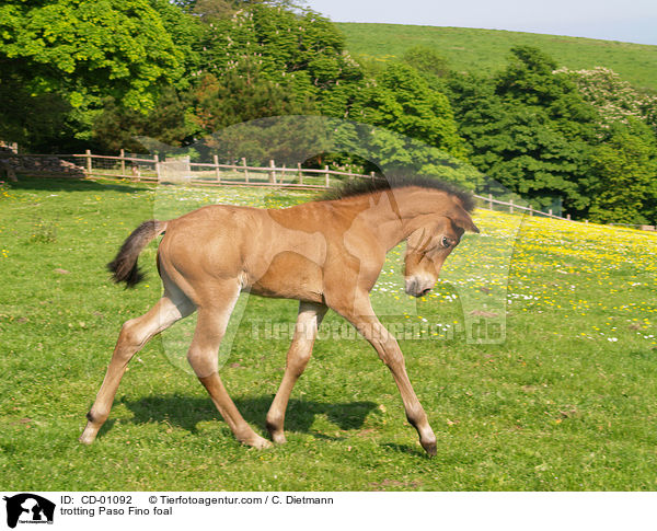 trotting Paso Fino foal / CD-01092