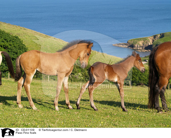 Paso Fino foals / CD-01109