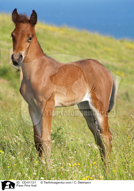 Paso Fino foal / CD-01121