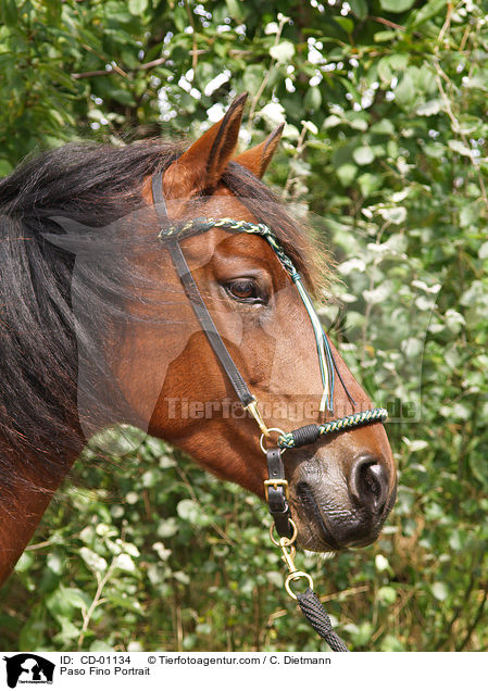 Paso Fino Portrait / CD-01134