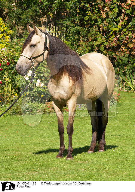 Paso Fino / Paso Fino / CD-01139