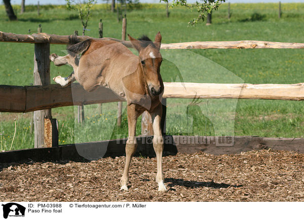 Paso Fino Fohlen / Paso Fino foal / PM-03988
