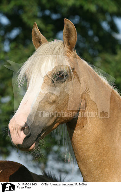 Paso Fino / Paso Fino / PM-04143