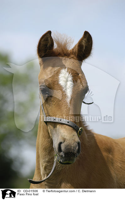 Paso Fino foal / CD-01506