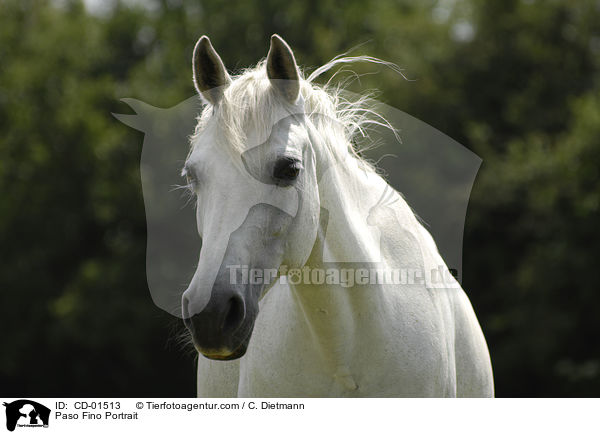 Paso Fino Portrait / CD-01513