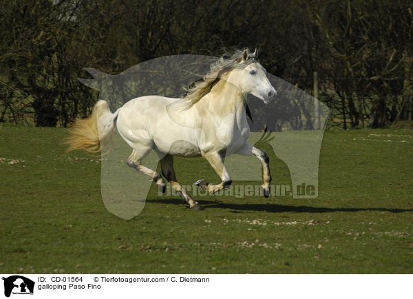 galoppierender Paso Fino / galloping Paso Fino / CD-01564