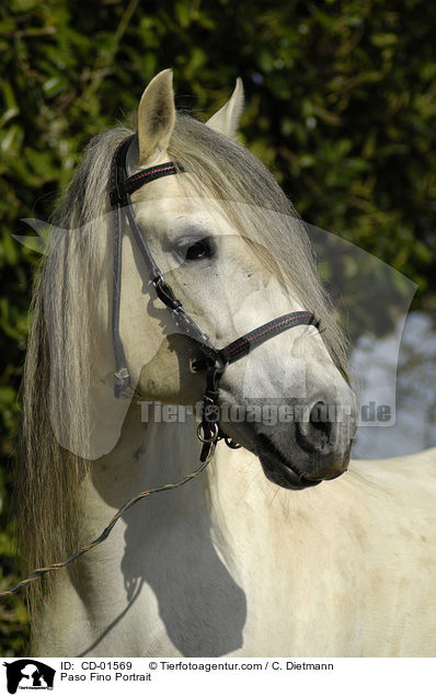 Paso Fino Portrait / Paso Fino Portrait / CD-01569