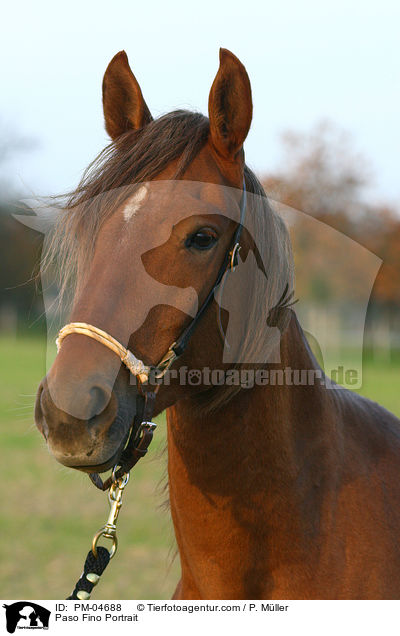 Paso Fino Portrait / PM-04688