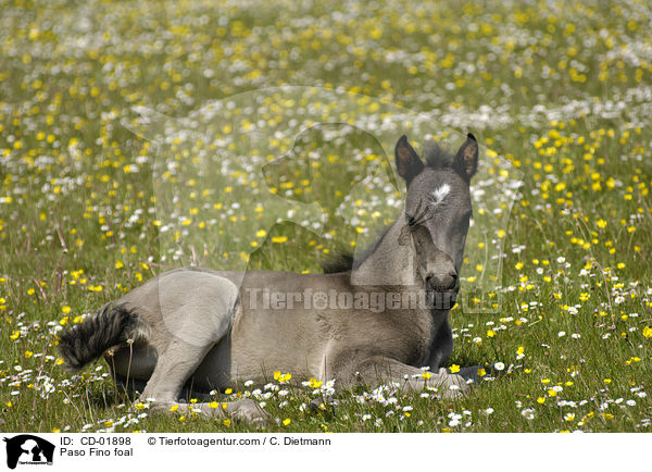 Paso Fino Fohlen / Paso Fino foal / CD-01898
