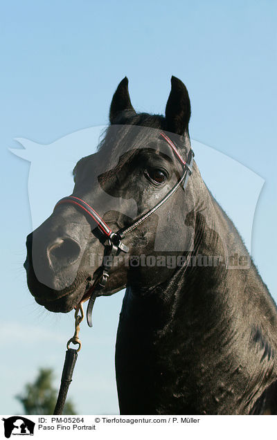 Paso Fino Portrait / PM-05264