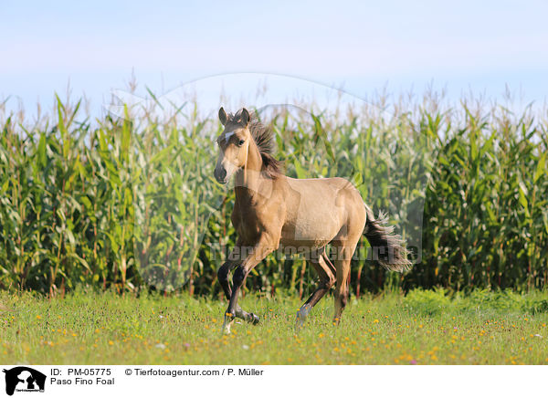 Paso Fino Foal / PM-05775