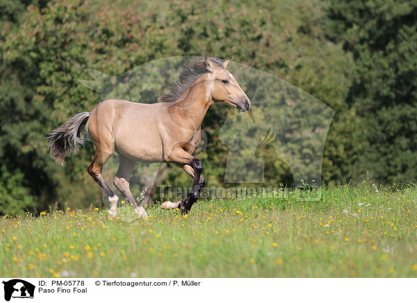 Paso Fino Fohlen / Paso Fino Foal / PM-05778