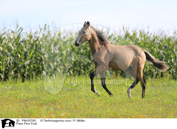 Paso Fino Foal / PM-05780