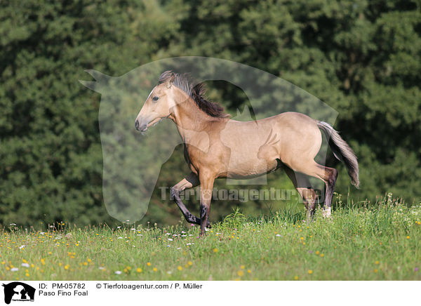 Paso Fino Foal / PM-05782