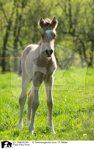 Paso Fino Fohlen / Paso Fino Foal / PM-05795