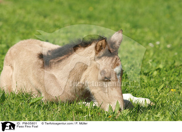 Paso Fino Fohlen / Paso Fino Foal / PM-05801