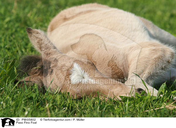 Paso Fino Foal / PM-05802
