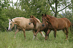 mare with foal