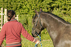 woman and Paso Fino