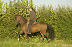 man rides Paso Fino