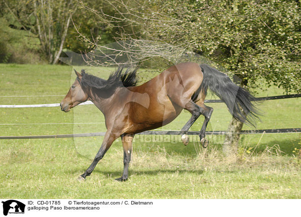 galoppierender Paso Iberoamericano / galloping Paso Iberoamericano / CD-01785