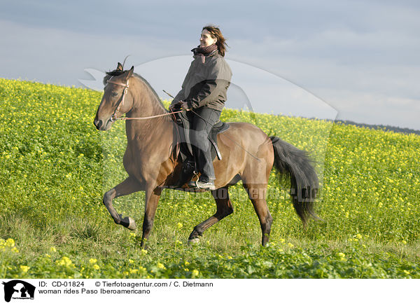 Frau reitet Paso Iberoamericano / woman rides Paso Iberoamericano / CD-01824