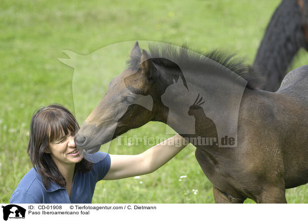 Frau mit Paso Iberoamericano Fohlen / Paso Iberoamericano foal / CD-01908