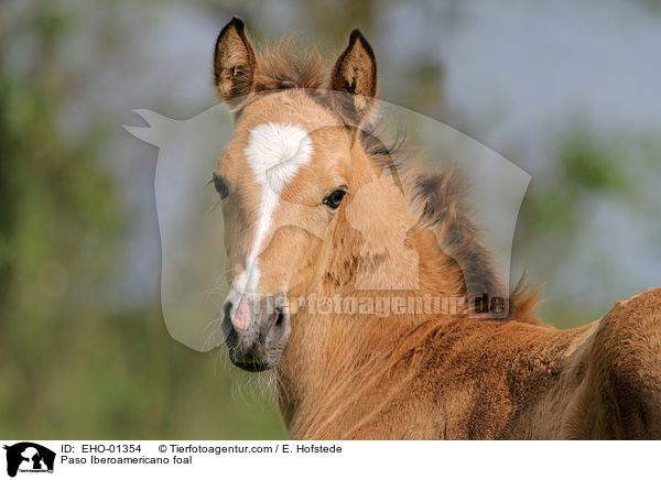 Paso Iberoamericano Fohlen / Paso Iberoamericano foal / EHO-01354
