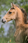 Paso Iberoamericano foal