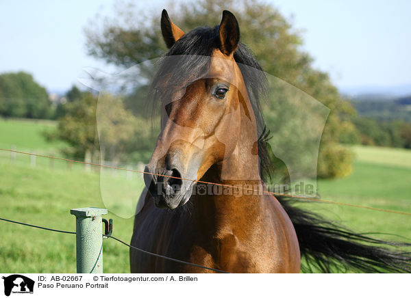 Paso Peruano Portrait / AB-02667