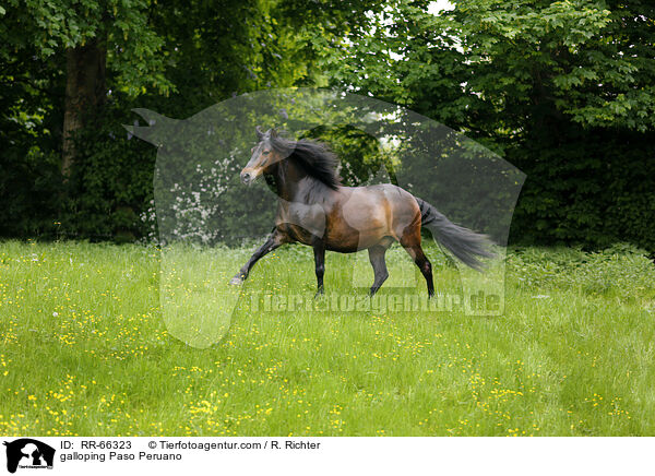 galloping Paso Peruano / RR-66323