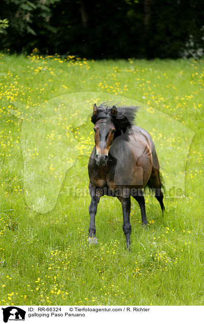 galloping Paso Peruano / RR-66324