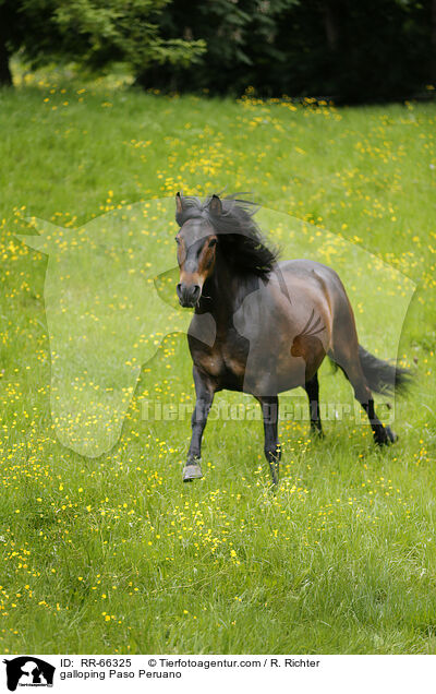 galloping Paso Peruano / RR-66325