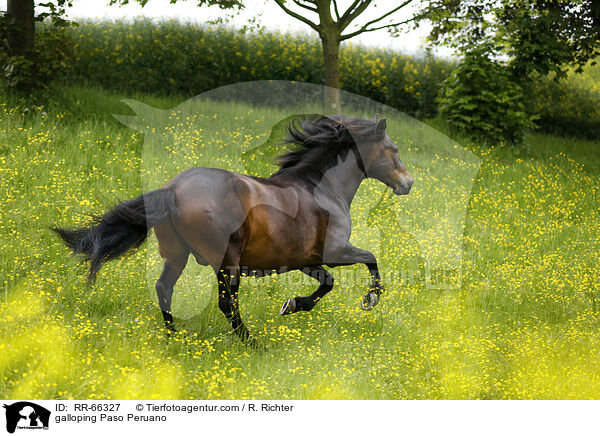 galloping Paso Peruano / RR-66327